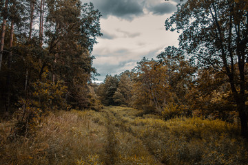 Fototapeta premium Autumn forest