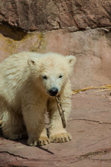 Obraz na płótnie Canvas Junger Eisbär (Ursus maritimus) im Zoo