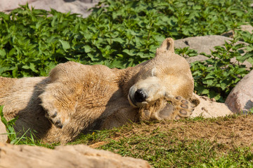 Eisb&auml;r (Ursus maritimus) im Zoo