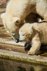Junger Eisb&auml;r (Ursus maritimus) im Zoo