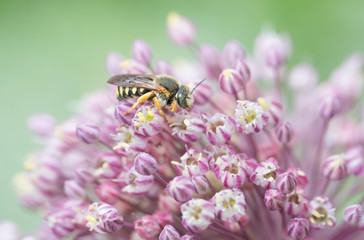 Abeille et poireau sauvage