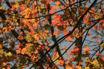 colorful fall foliage on trees in New York #3