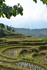 Rice plantation