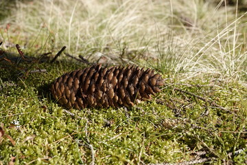 beautiful spruce cone lying on the forest floor on moss