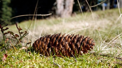 beautiful spruce cone lying on the forest floor on moss