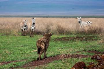 Fototapeta premium Hyäne gegen Zebra