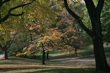 Fall trees in sunshine in Central Park #3