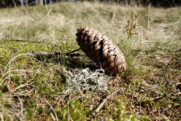 beautiful spruce cone lying on the forest floor on moss