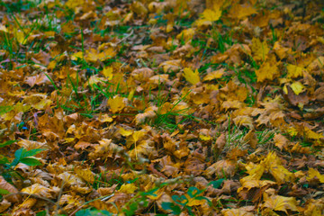 golden autumn leaves on ground background