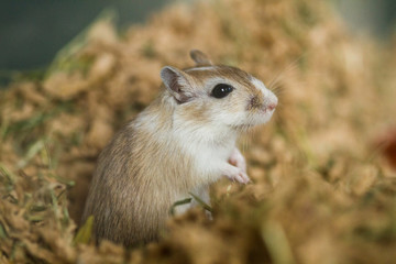 Mongolische Wüstenrennmaus (Meriones) als Haustier