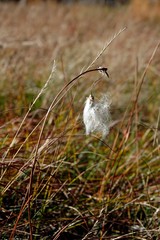 cotton grass in autumn on the mountain