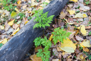 old log in the forest