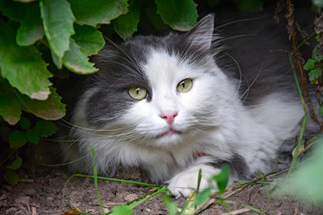 Naklejka na ściany i meble Favorite of the family, gray-white cat with serious and calm look lies on lawn in thickets of grass. The cat is hunter. Close-up.