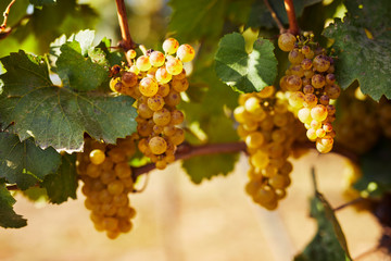Ripe yellow grapes hanging on vineyard