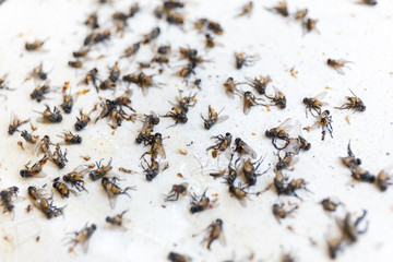 White paper fly trap