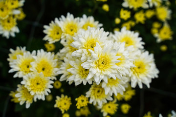 Close up of bunch of white-yellow Chrysanthemums blossoms (selective focus)