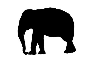 Obraz na płótnie Canvas Graphical silhouette of elephant isolated on white background,vector illustration