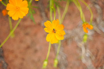 Yellow flowers in the garden, floral nature background