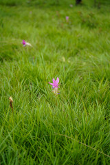 Pink Siam Tulip flowers in the field