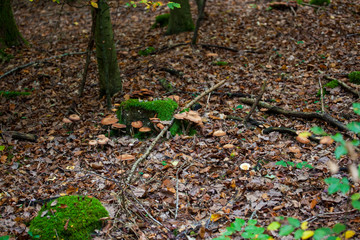 Pilze 