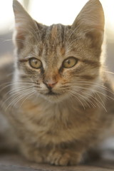Naklejka na ściany i meble Cute tabby cat relaxed outdoors, close up portrait