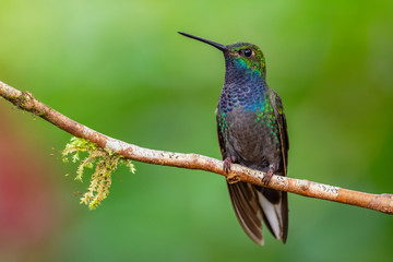 White-tailed Hillstar - Urochroa bougueri, beautiful colored hummingbird from Andean slopes of South America, Hollin waterfall, Ecuador.