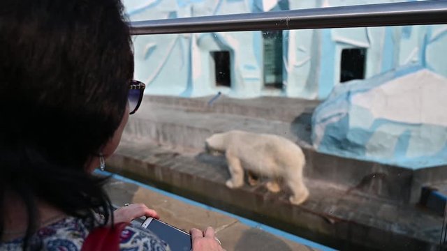 Russia, Novosibirsk - June 20, 2019: animals in captivity are locked in a zoo cage. a group of people watching animals. polar bear walking near water. woman makes photo on phone