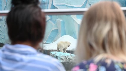 Russia, Novosibirsk - June 20, 2019: animals in captivity are locked in a zoo cage. a group of people watching animals. polar bear walking near the water. polar bears play near the water