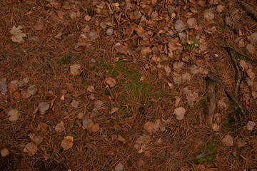 Ground covered with green moss. The land is strewn with autumn fallen leaves and pine needles in the forest. The roots of the trees. Floral background close-up.
