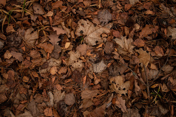 The ground is strewn with autumn dry fallen leaves in the forest. Floral brown and orange background close-up.
