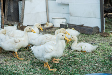 domestic duck. many ducks on the farm