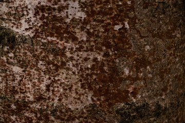 The bark of an old pine tree closeup. Wood texture.