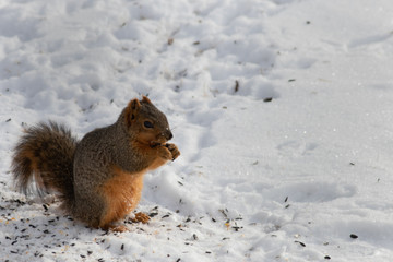 fox squirrel eating