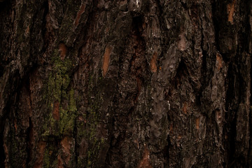 The bark of an old pine tree closeup. Wood texture.