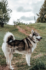 Siberian husky in the forest stand proudly on the forest trail, happy kidskin