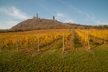 Fototapeta na wymiar vineyard in czech republic