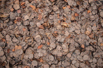 The ground is strewn with autumn dry fallen leaves in the forest. Floral brown and orange background close-up.