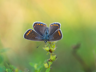 Common blue butterfly (Polyommatus icarus)female, blue form caerula