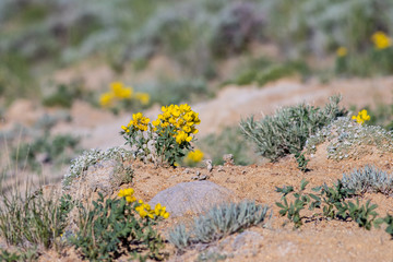 Red Desert Wildflowers