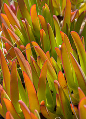 Cat's claw plant or corpobrotus edulis with sunlight