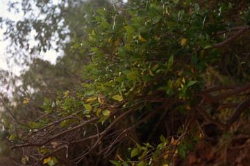 Tree branches with leaves and green fruits. Beautiful landscape of thickets