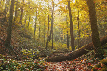 Autumn forest with trees and golden foliage in the riverbed, with soft sunlight.