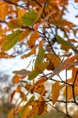 autumn leaves on tree