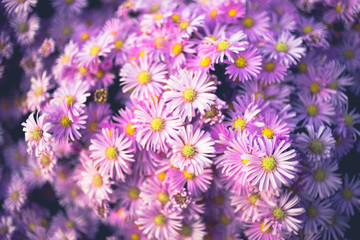 Purple chrysanthemum flowers bush closeup. Natural floral background.