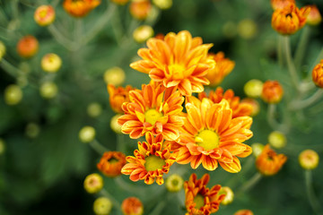 Orange-yellow chrysanthemum And pink chrysanthemum in the garden (Selective focus)