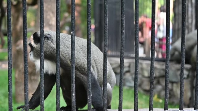 animals in captivity are locked in a zoo cage. monkey
