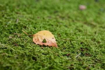 Detail of birch leaf on green moss