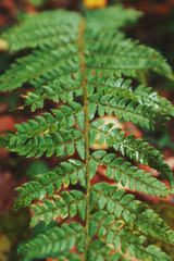 Fern leaf in the autumn forest of the Caucasus. View from above
