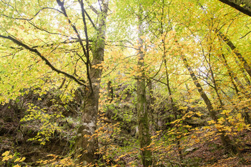 Beech trees with autumnal foliage