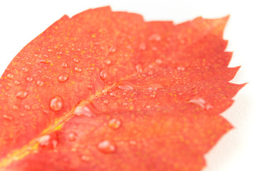 Autumn in orange: angled close up view of a red wisteria leaf with dewdrops on a white background